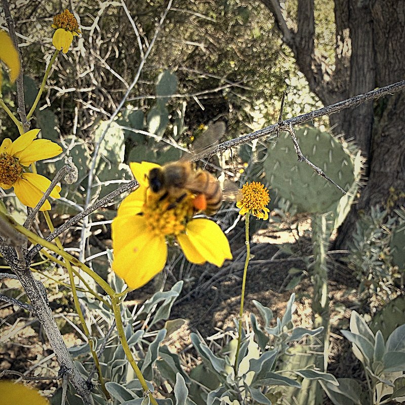 Honeybee on a desert wildflower