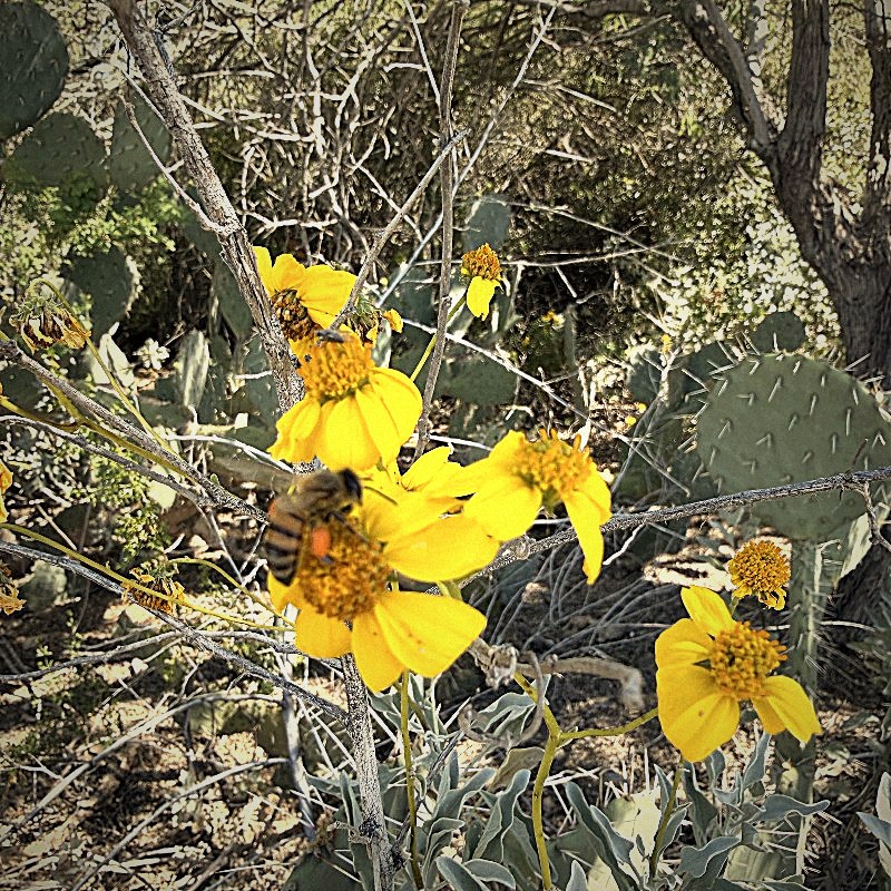Desert wildflowers with cholla