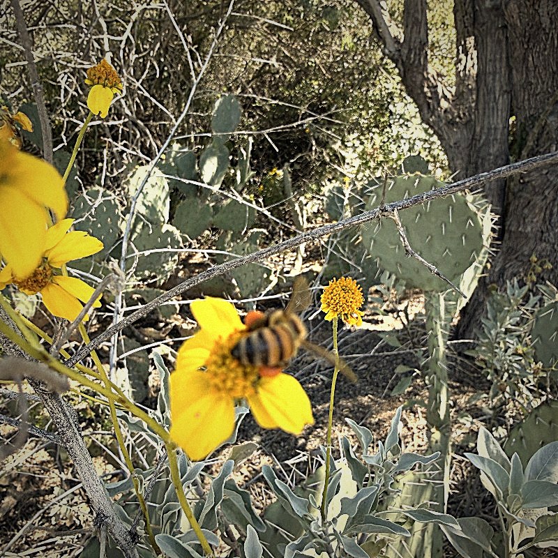 Honeybee on brittlebush