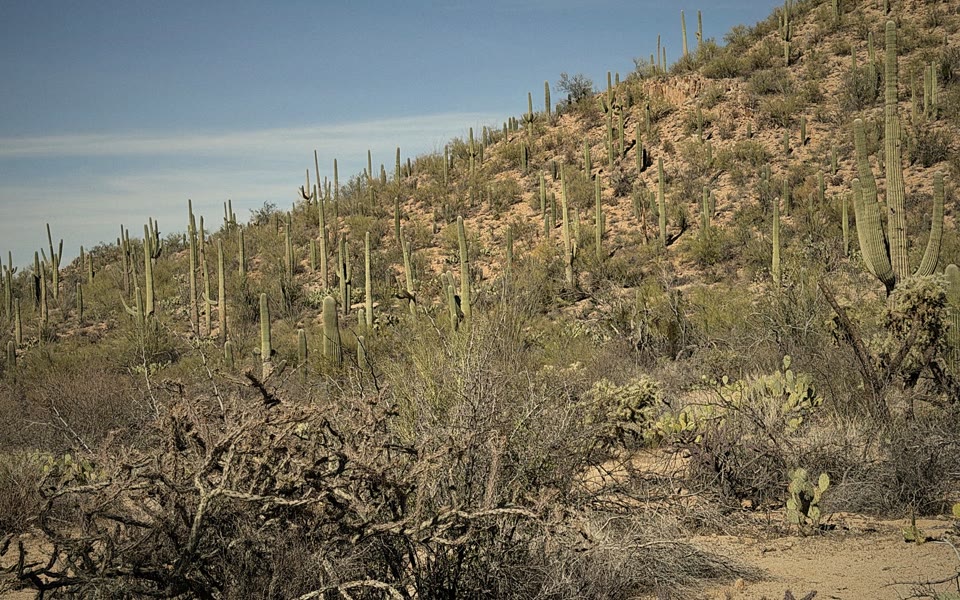 A hillside of saguaros in low afternoon light.