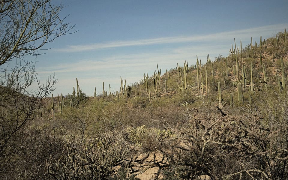 Saguaros scattered up a rocky slope under a pale winter sky.