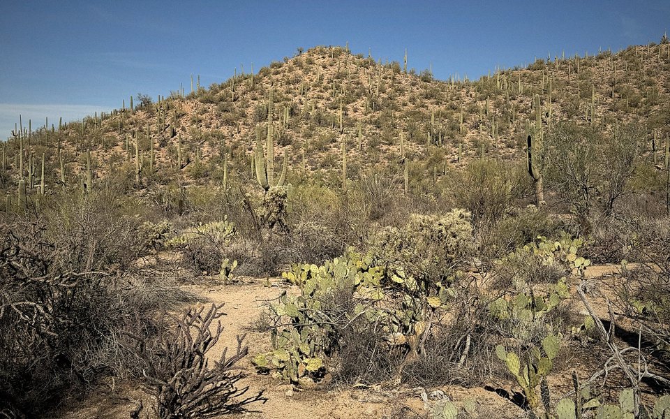 Layered saguaros climbing a Tucson hillside.
