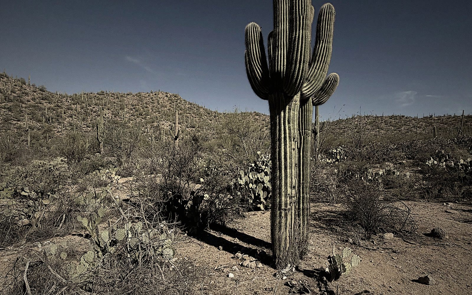 A lone saguaro stands against a deep desert sky over the sweeping Tucson foothills — a real photograph, not a render.