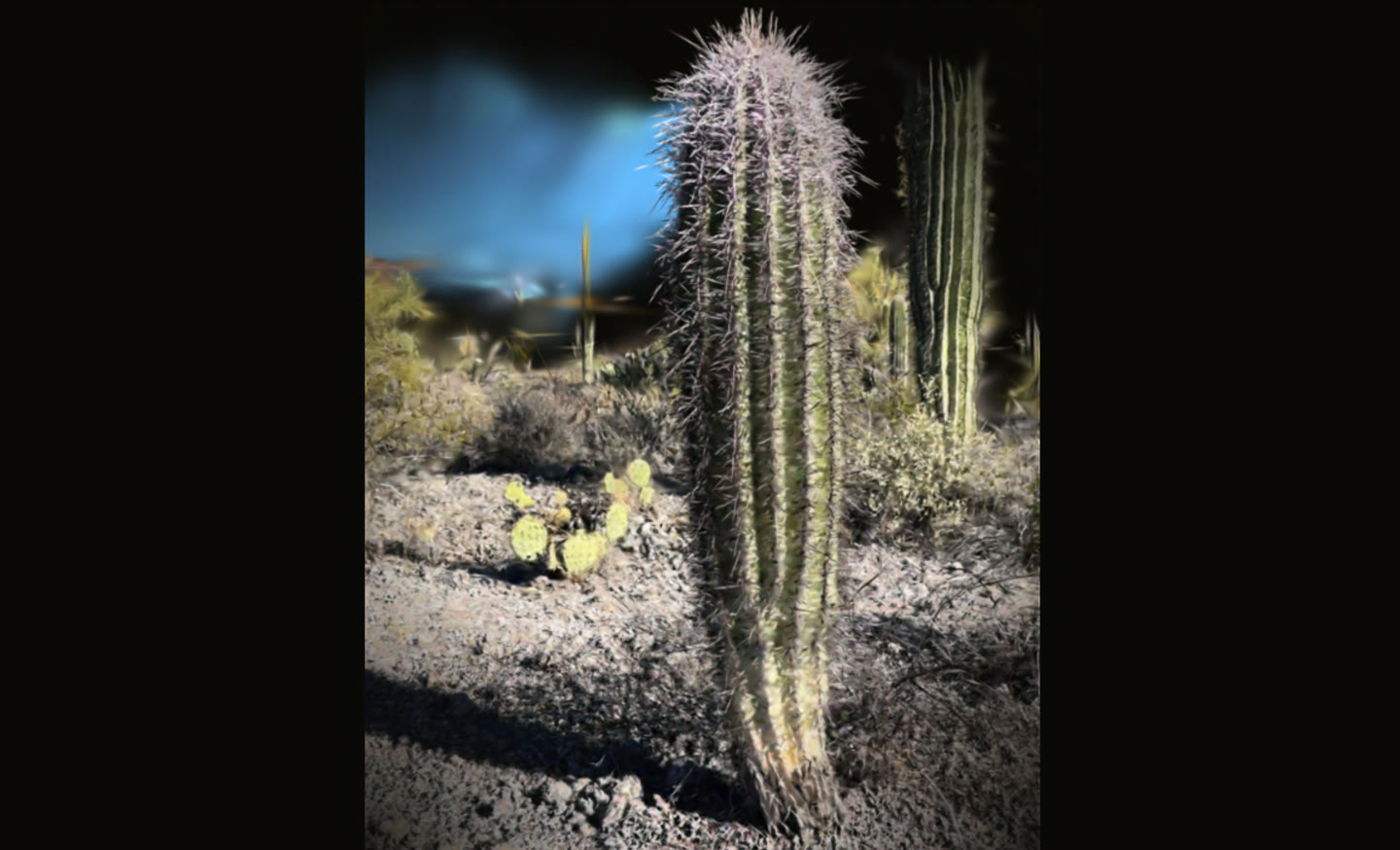 Still render of the Tucson saguaro Gaussian splat — a young saguaro standing on a dark field.