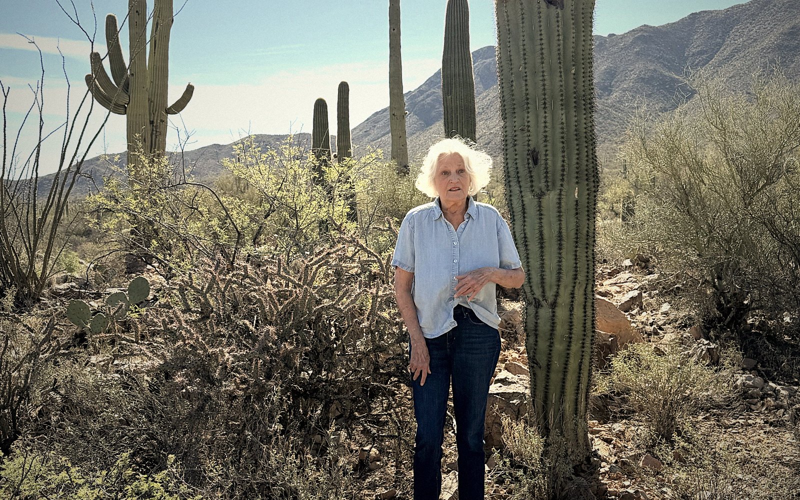 Cholla and saguaro hillside