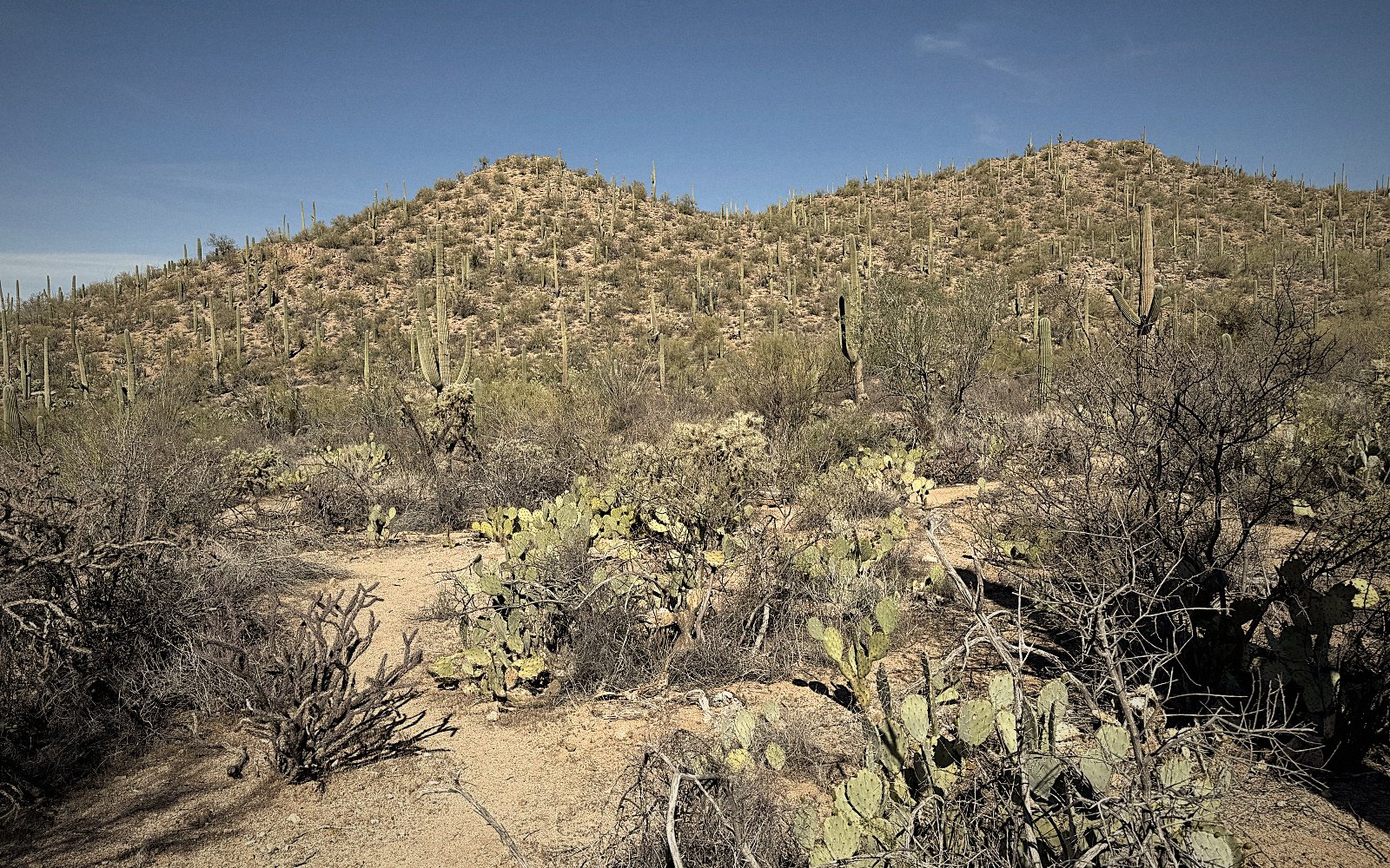 A wide panorama of saguaro country.